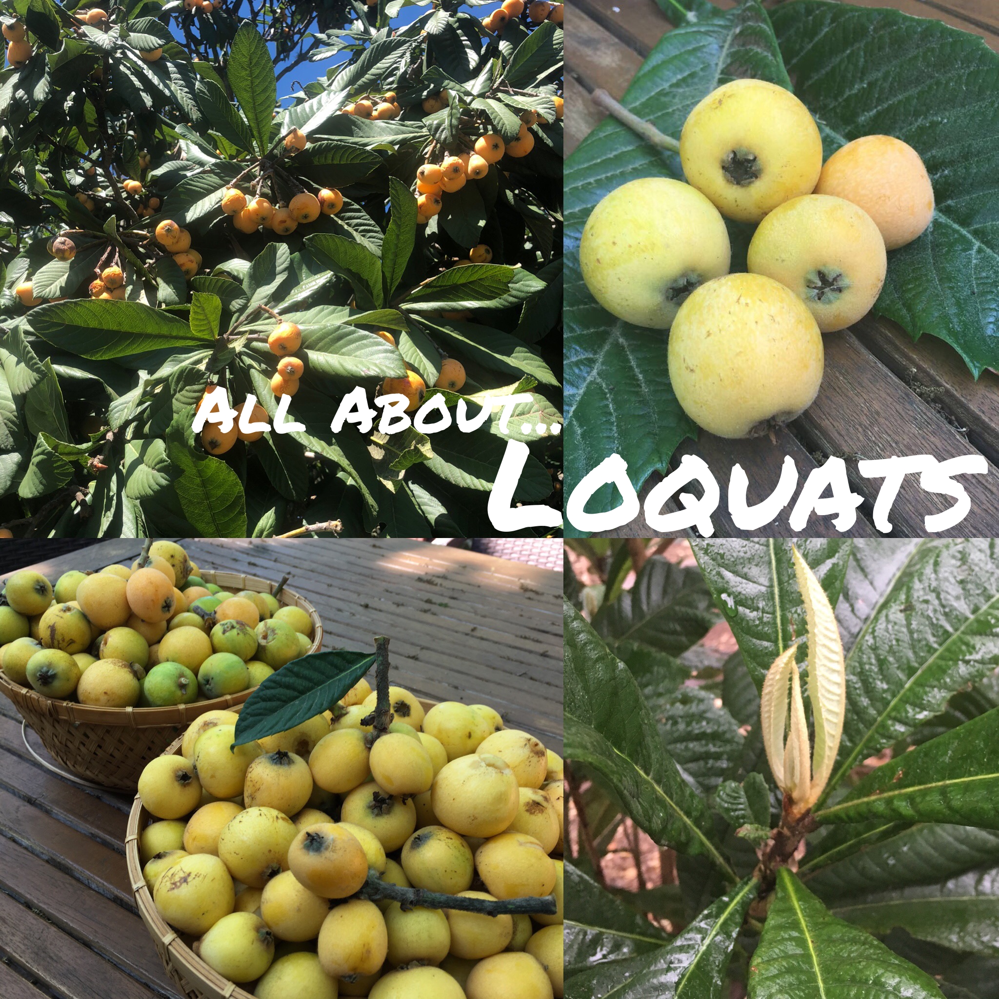 All About… Loquats