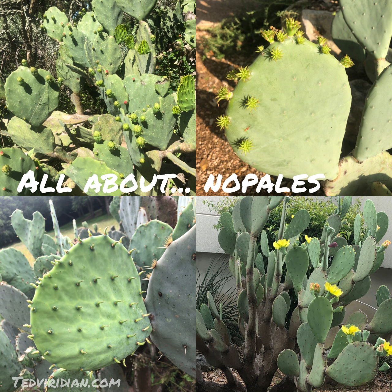 All about… Nopales