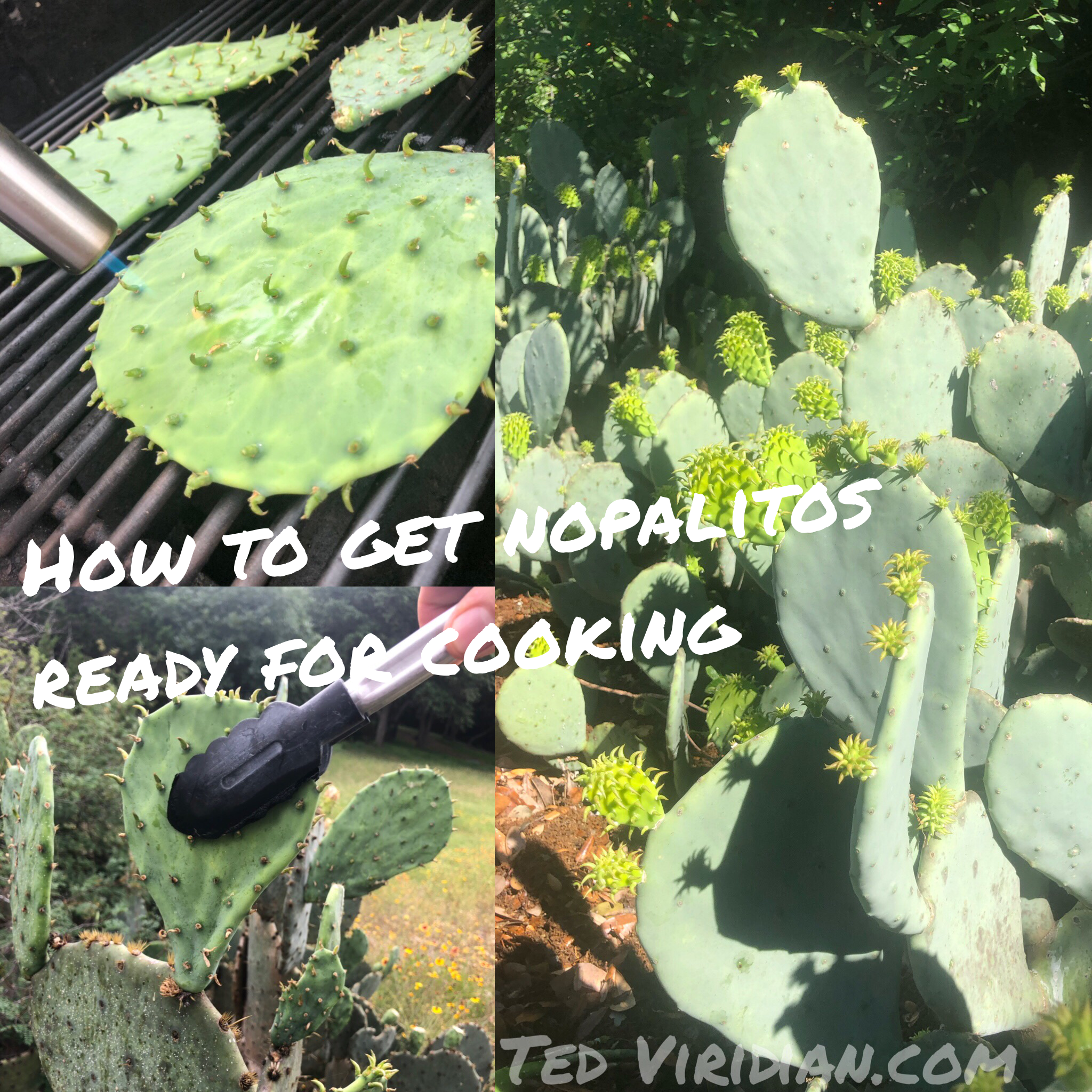 How to Get Nopalitos Ready for Cooking