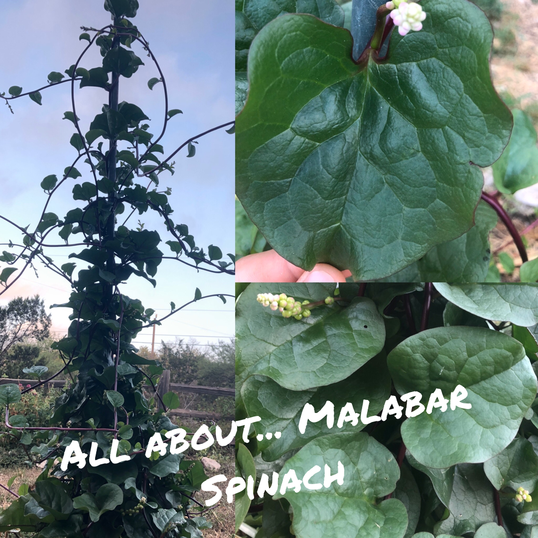 All about… Malabar Spinach