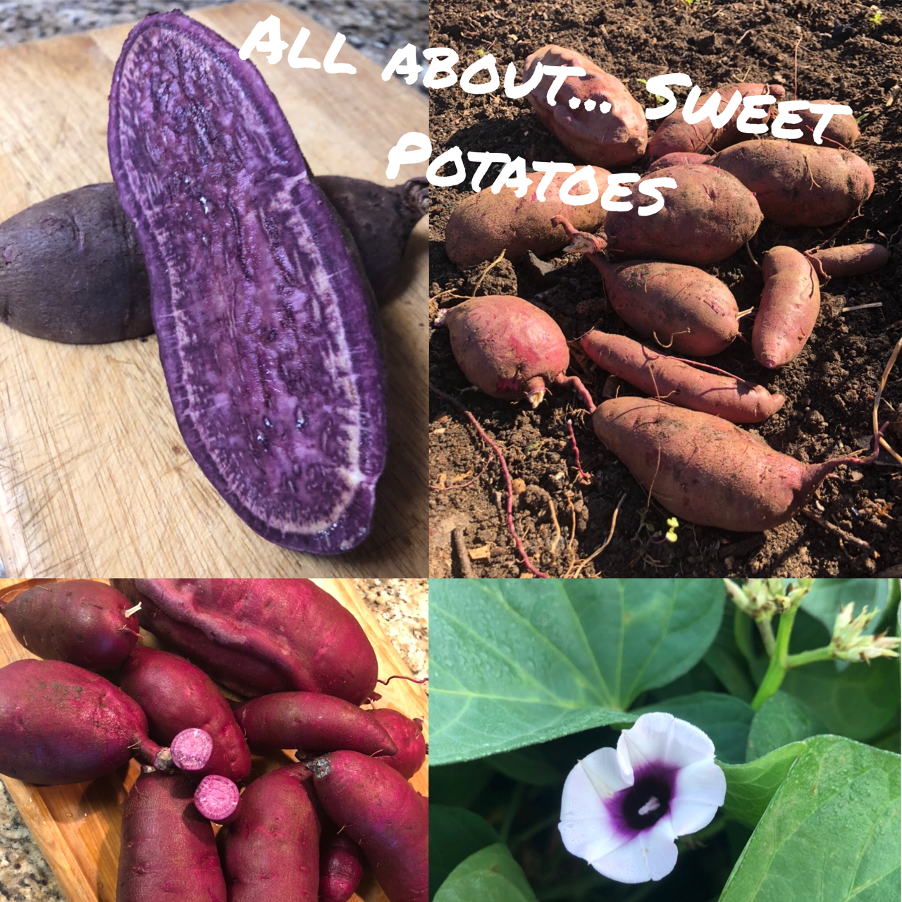 All about… Sweet Potatoes