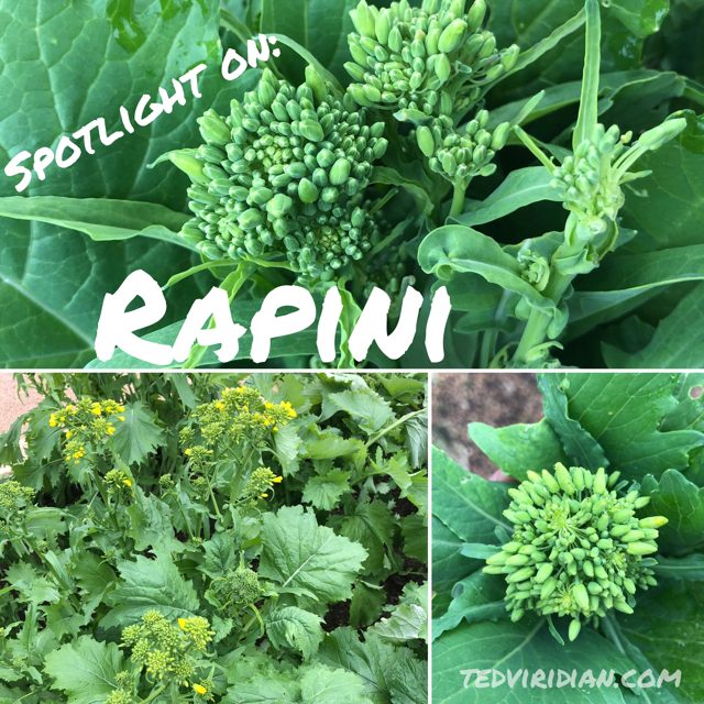 Spotlight on: Rapini