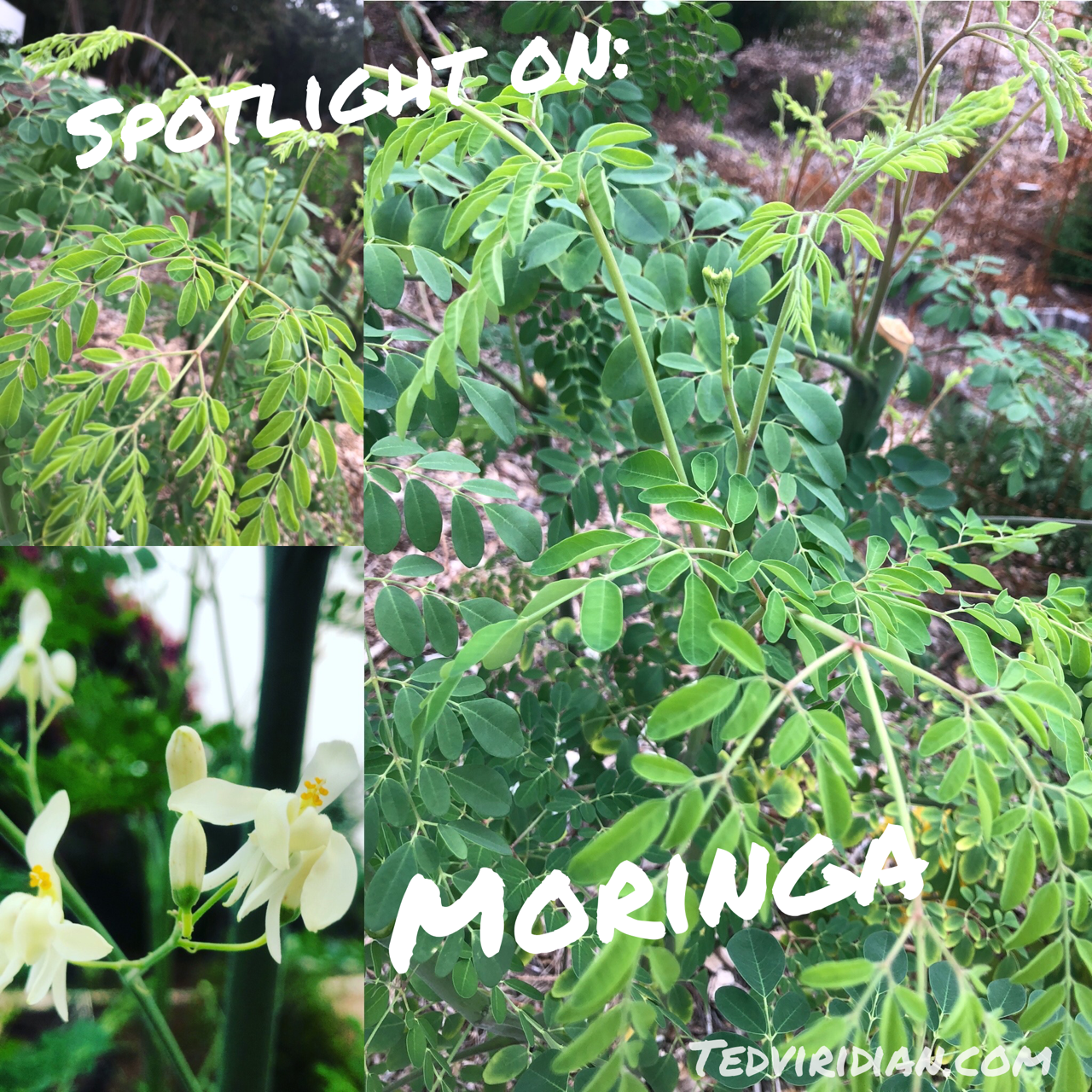 Spotlight on: Moringa