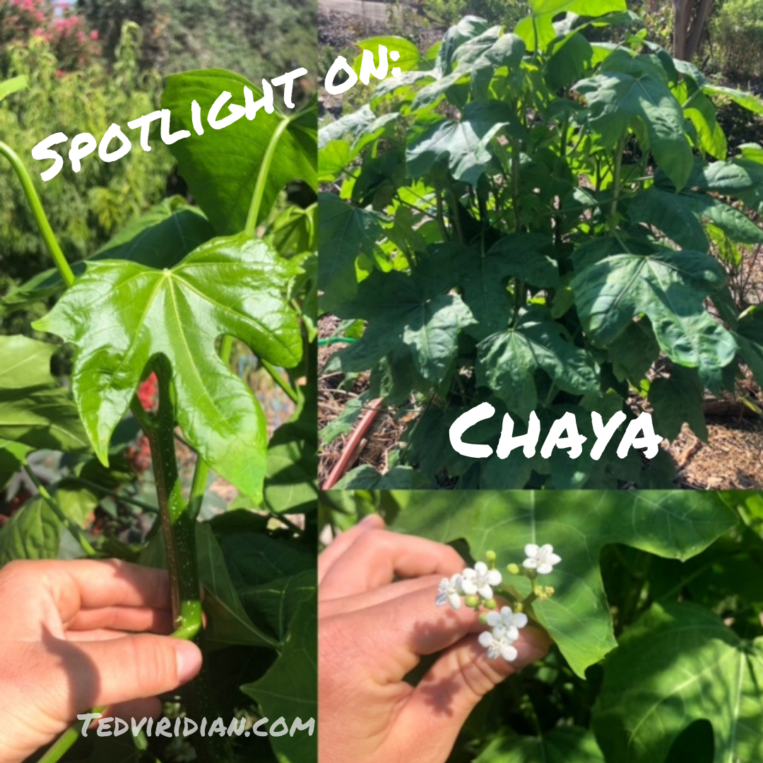 Spotlight on: Chaya