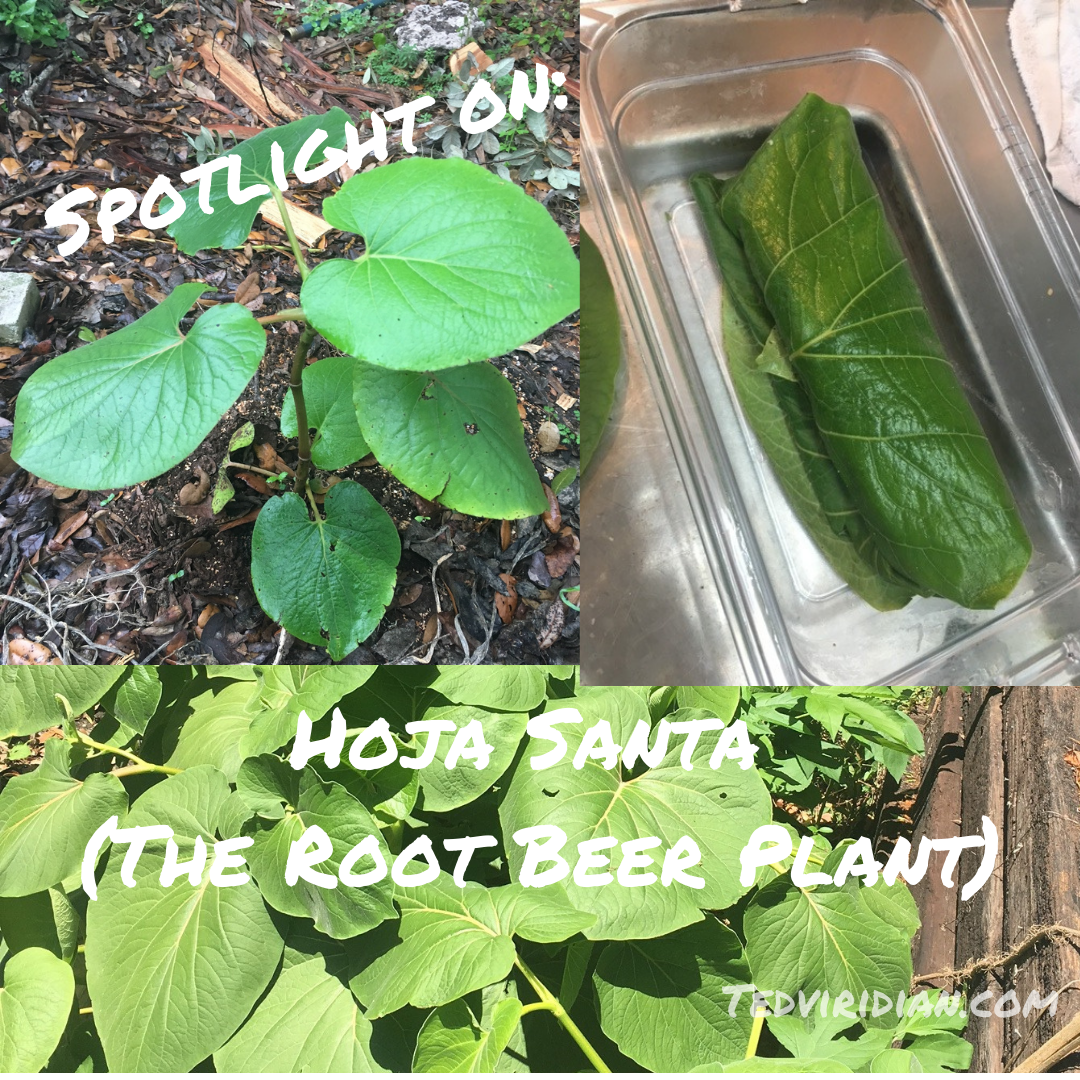 Spotlight on: Hoja Santa (Root Beer Plant)